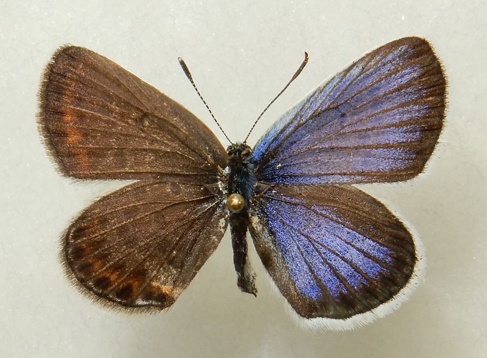 Plebejus argus (bilateral gynandromorph, Yamagata Japan 2014) [Internet image property of respective owner, non commercial use only]